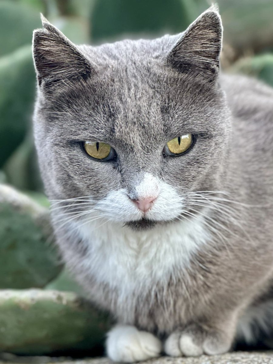 CatsofIraklia's tweet image. A close-up of lovely Whisky, a six-year-old spayed female who lives in the hilltop village cat colony on this tiny Greek island where we care for the Aegean #Cats
You can help the #cats by making a small donation to fund vital veterinary care &amp;amp; food. Purr!
gofundme.com/f/cats-of-irak…