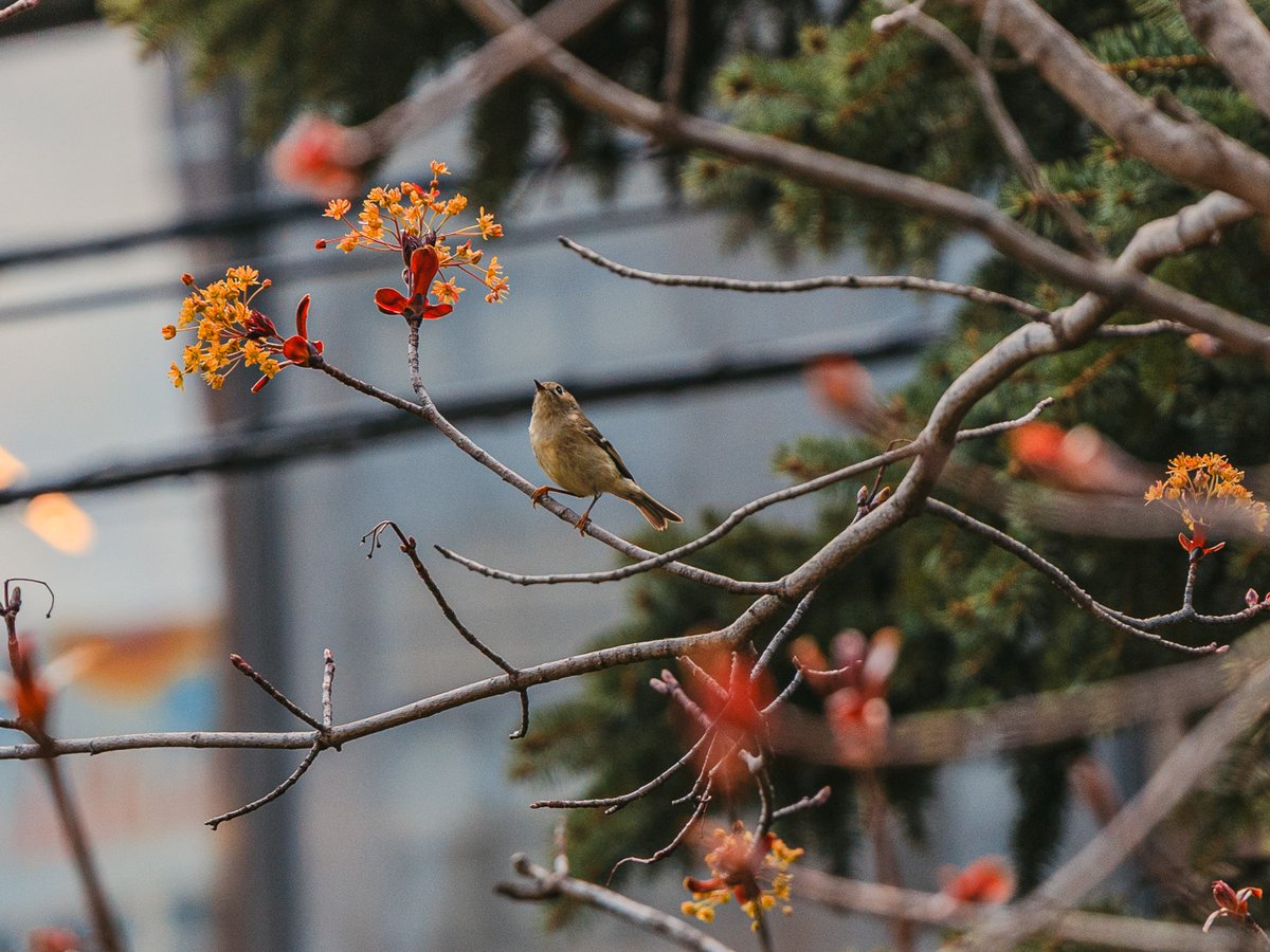 skooglymoogly's tweet photo. Season’s greetings to the birds migrating through Chicago rn 🌷🌱🪺

👑 Ruby-crowned kinglet
🪾 Yellow-bellied sapsucker
❄️ Winter wren
🌚 Black-crowned night heron https://t.co/RALhYrvIfw