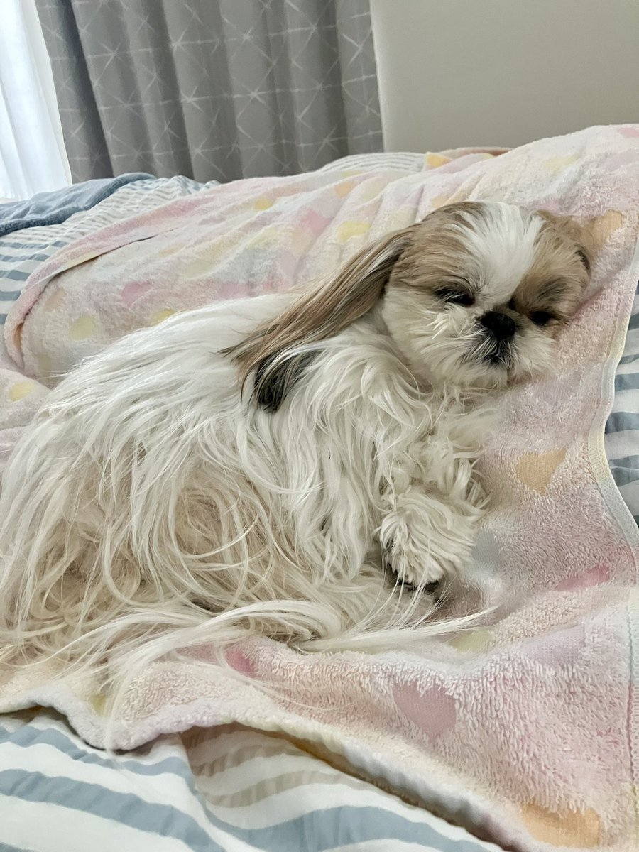 小顔シーズーこまちゃん tweet media