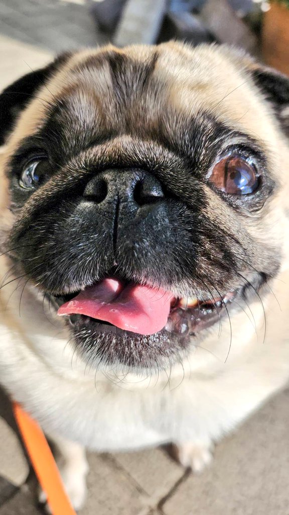 おはようございます。パグのぽんず