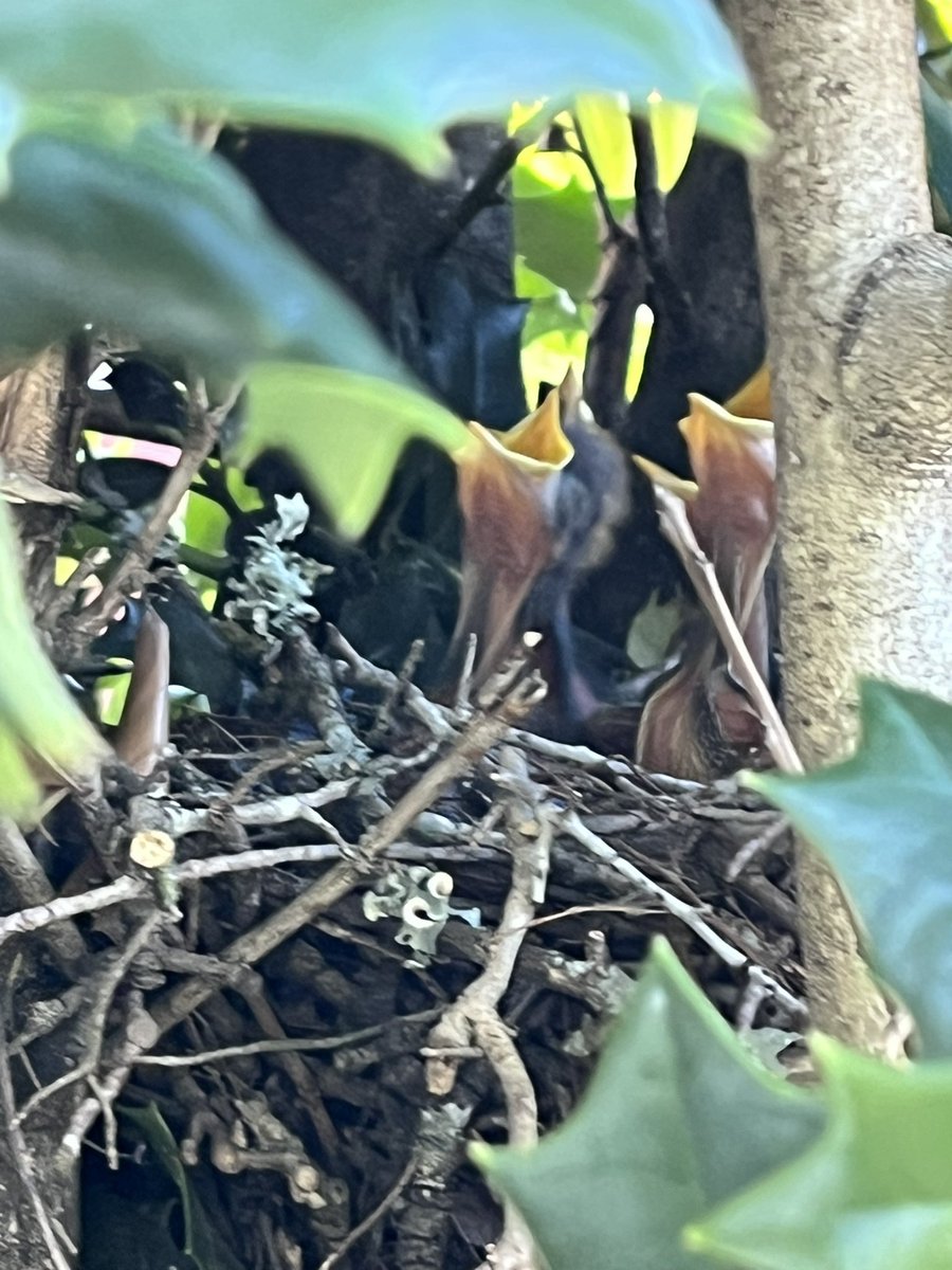 《 † 𝒩𝒾ℊ𝒽𝓉𝓂𝒶𝓇ℯ𝒱ℯ𝓃𝓊𝓈 † 》 tweet media