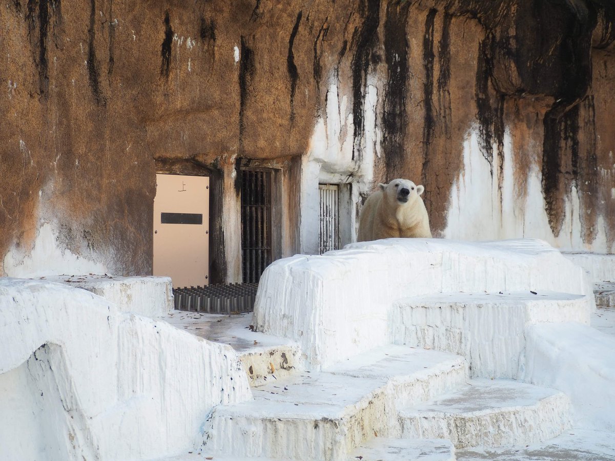 yadokarimidori tweet media