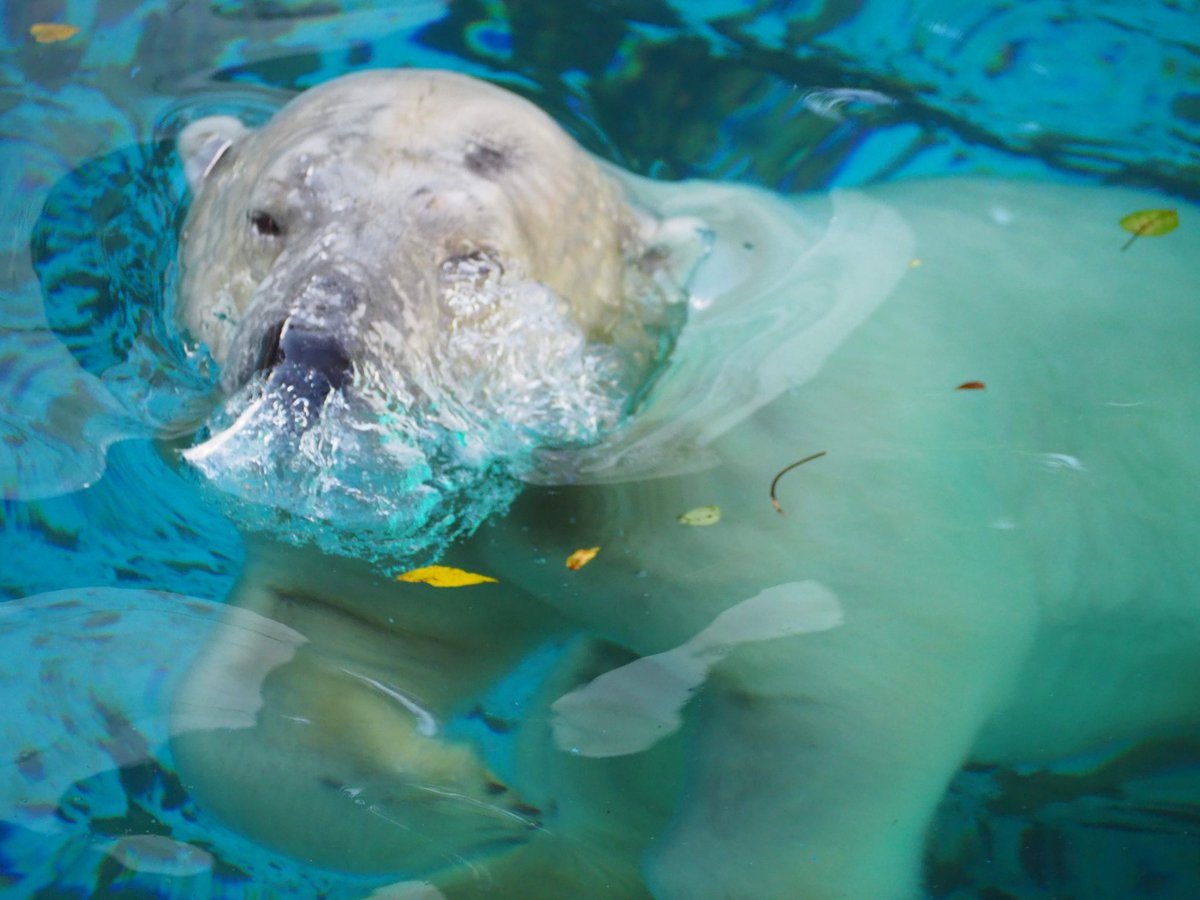 yadokarimidori tweet media