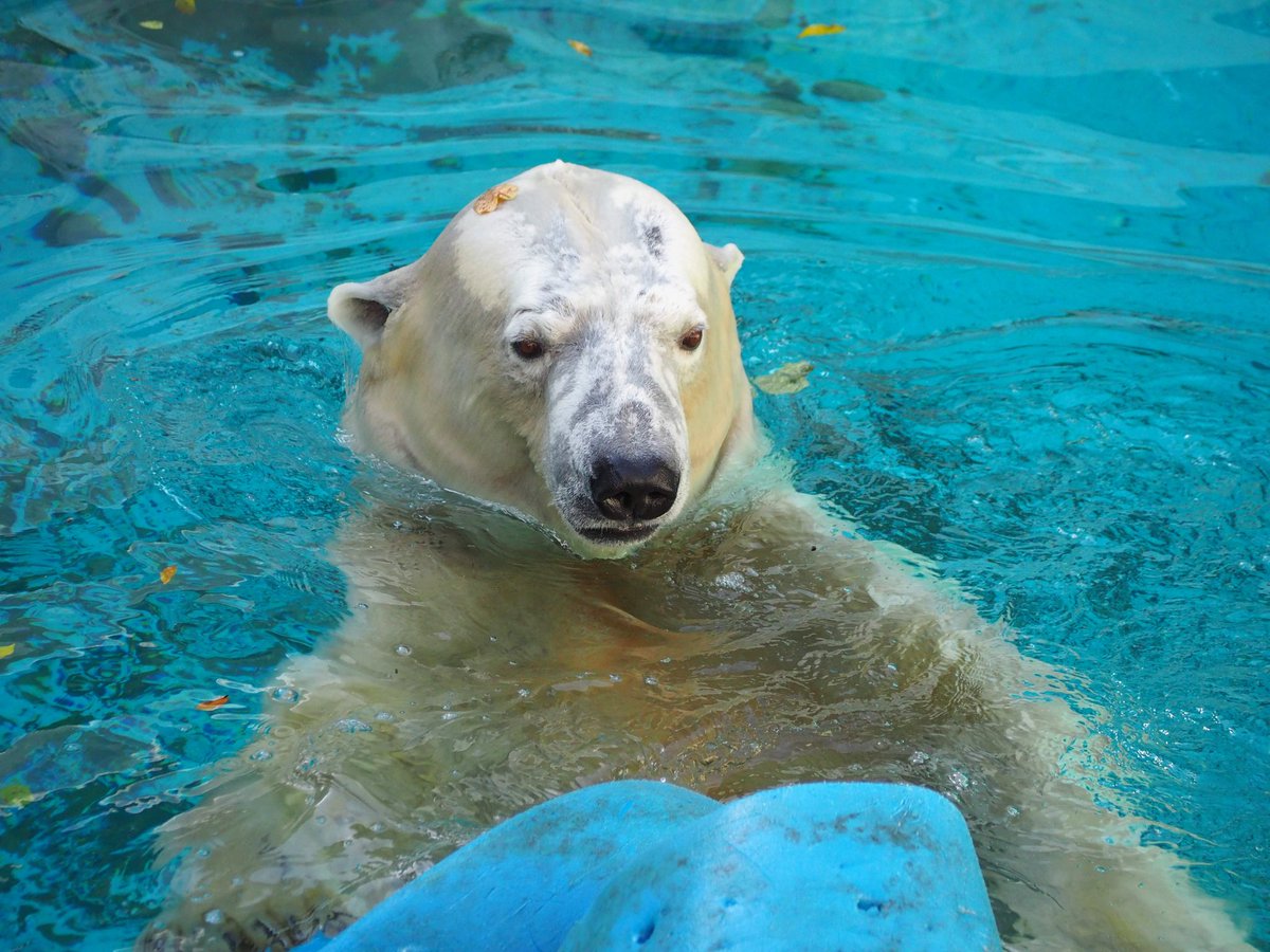 yadokarimidori tweet media