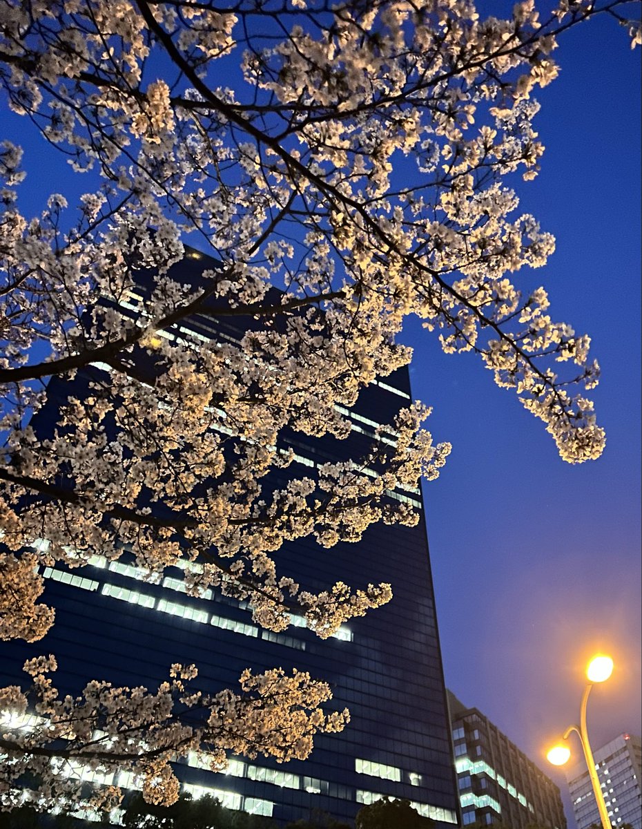 uburubur2003's tweet photo. 2026年桜　
今年の4月は早いような長いような。
でもやっぱりありがたい日々✨ https://t.co/KiKEbSkGI1