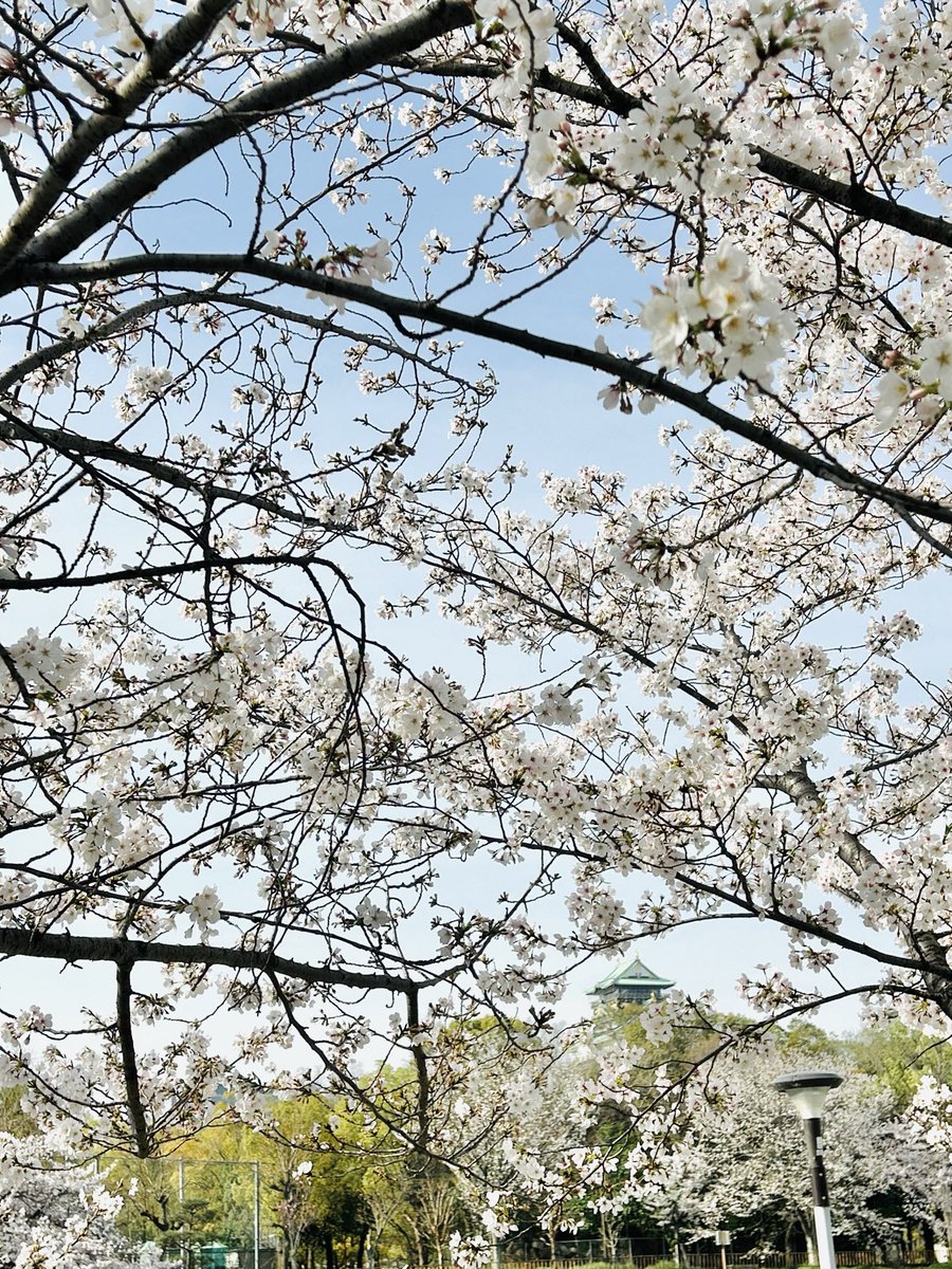 uburubur2003's tweet photo. 2026年桜　
今年の4月は早いような長いような。
でもやっぱりありがたい日々✨ https://t.co/KiKEbSkGI1