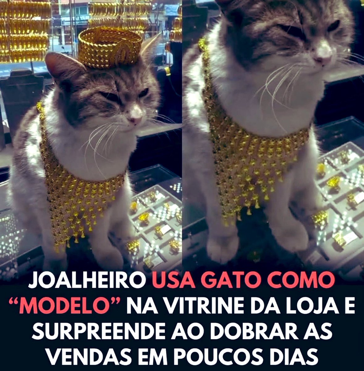 Virgínia Duailibe tweet media