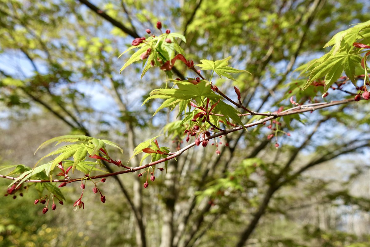 20260417の天気＠八ヶ岳：白んだ青空から暖かい日差しが注いでいます。北杜市三分一湧水付近の8:00現在の気温は13℃。カエデの小さくて可愛らしい花と展葉。サクラの季節から新緑の季節となったことを実感しています。#天気 #八ヶ岳 #富士山 #南アルプス #奥秩父