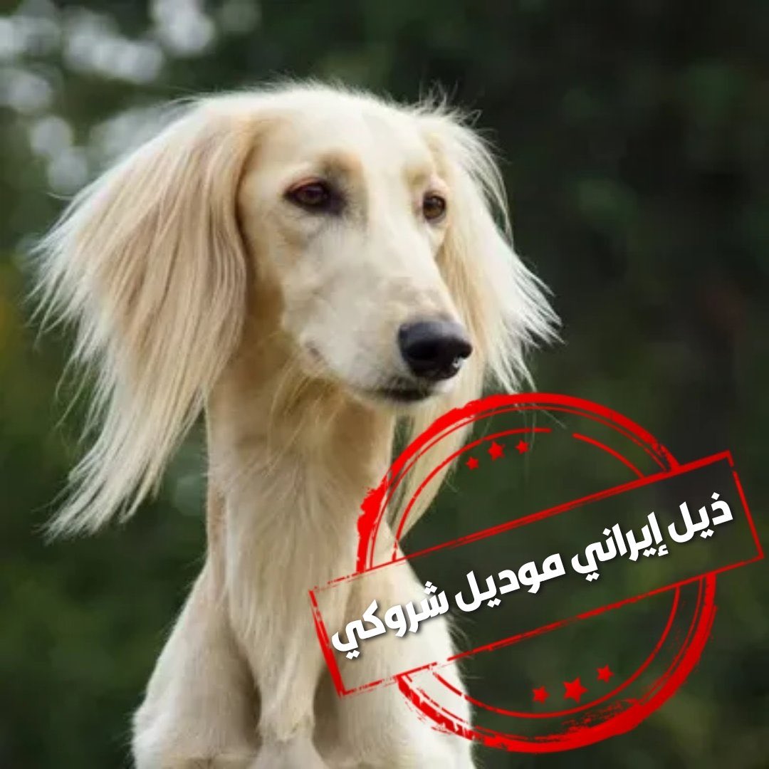 ☘️𝒩𝒪ℱℒ tweet media