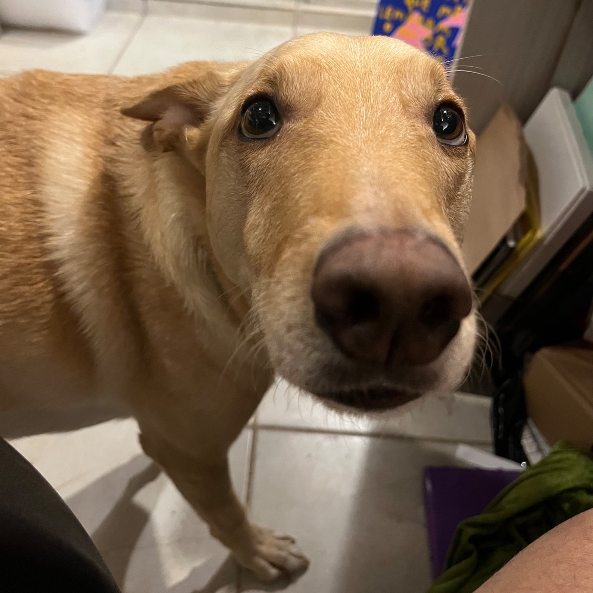 carolzão tweet media