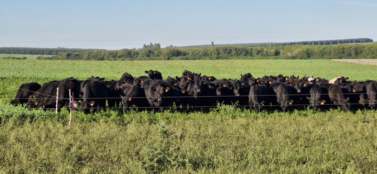 Valentín tweet media