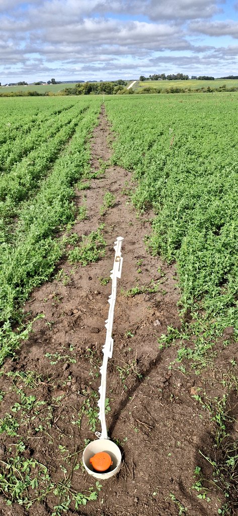 Valentín tweet media