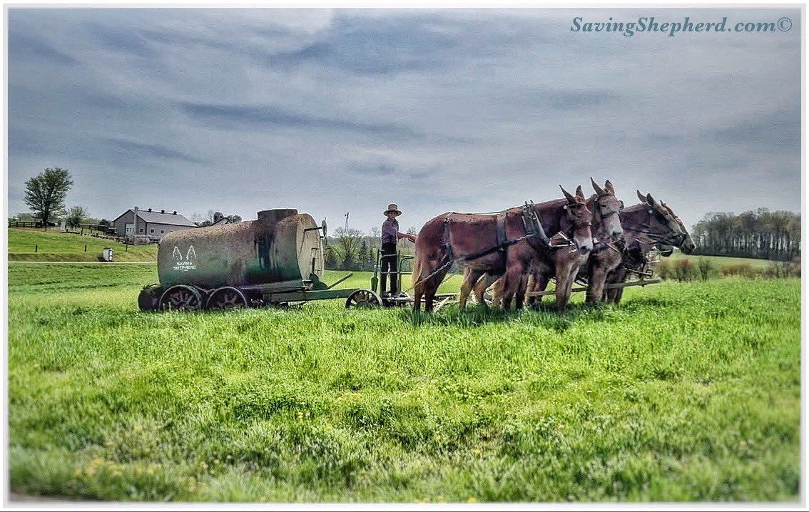 SavingShepherd's tweet image. Today's Truth

“Where there’s muck, there’s money.”

#Amish #proverb

#hardwork #motivation #quoteoftheday #SavingShepherd #photooftheday #work #reward #dirtyjobs #inspiration #quotes #simple #life #photography #country #picoftheday #landscape #pictureoftheday #farmlife #USA 🇺🇸