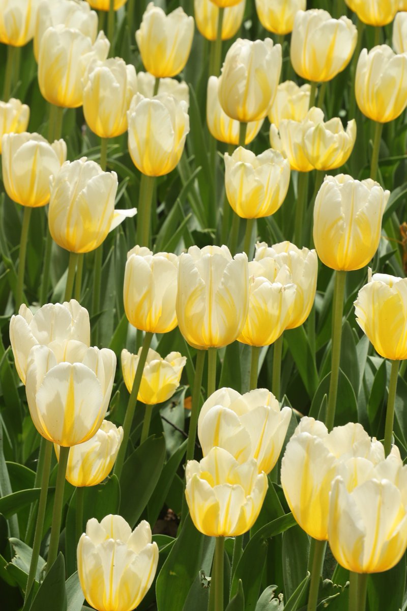 gontanokoneroku's tweet image. Tulips 😇

#Flowers #Tulip