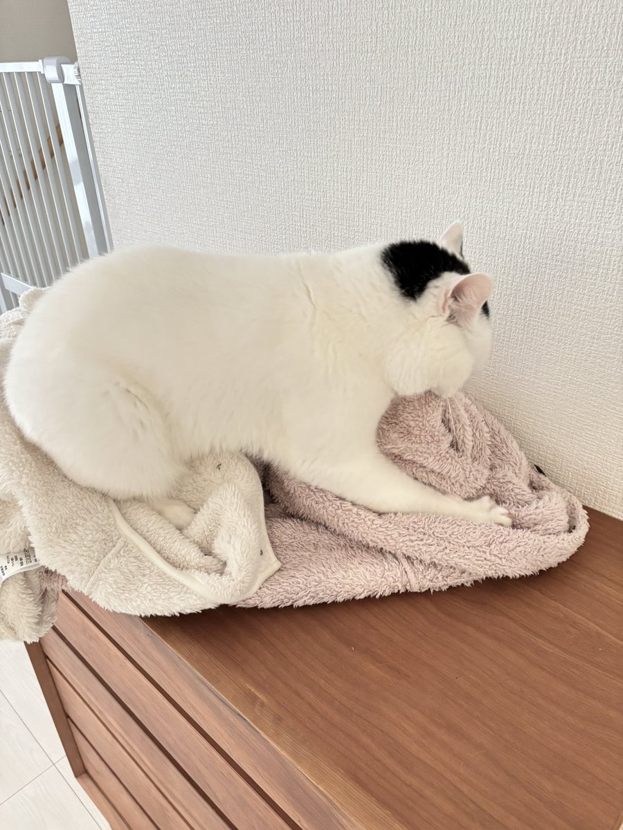 まつもとたける tweet media