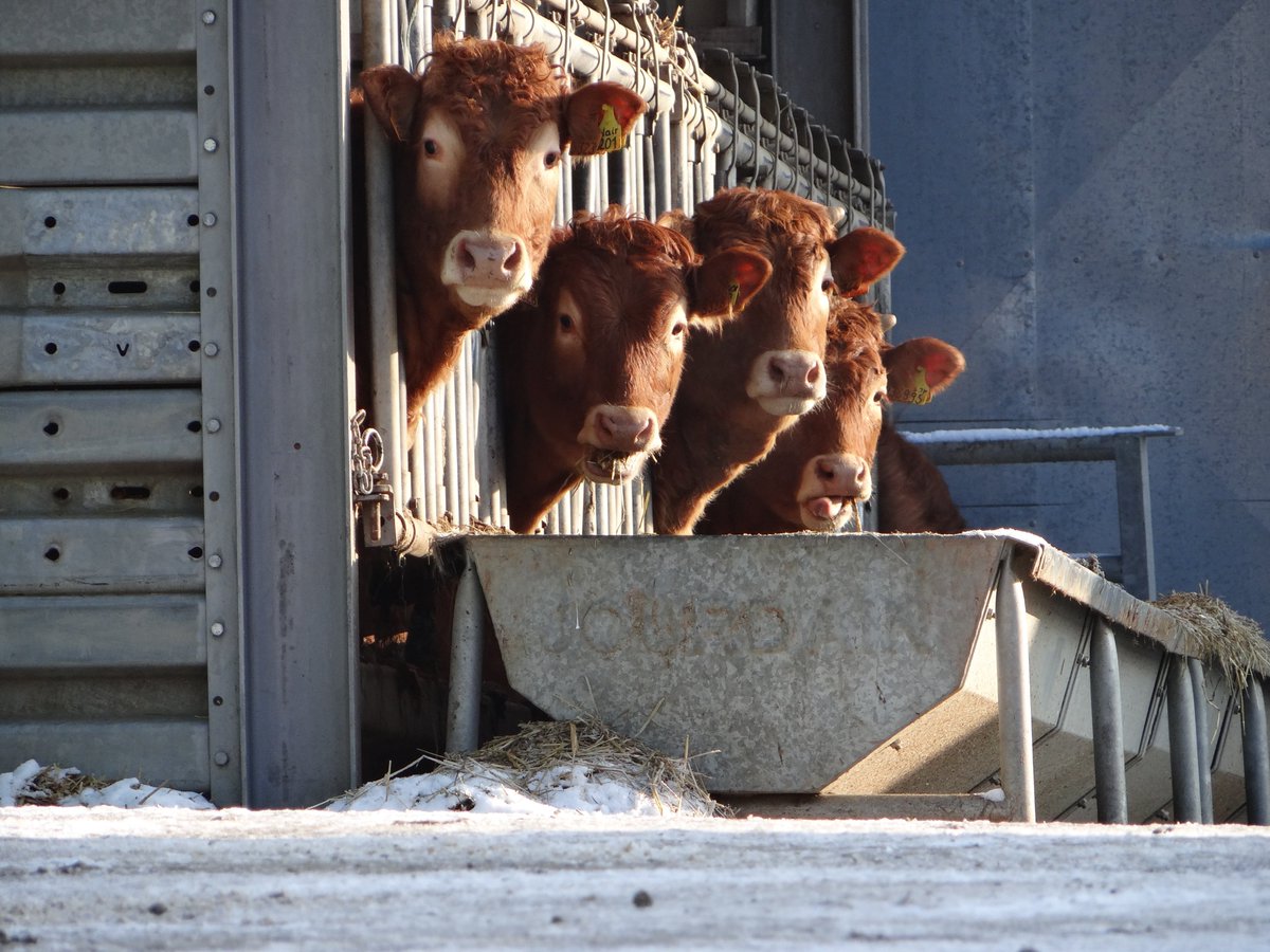 Diagnostics for Animals tweet media
