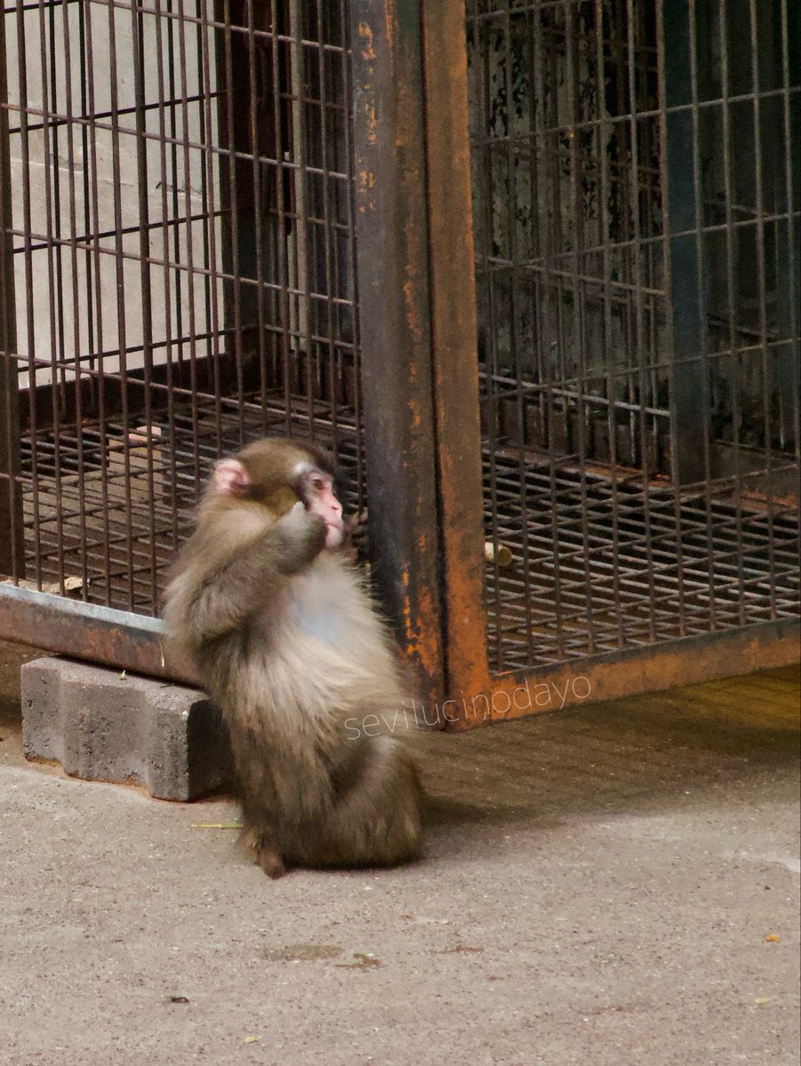 seviluci tweet media