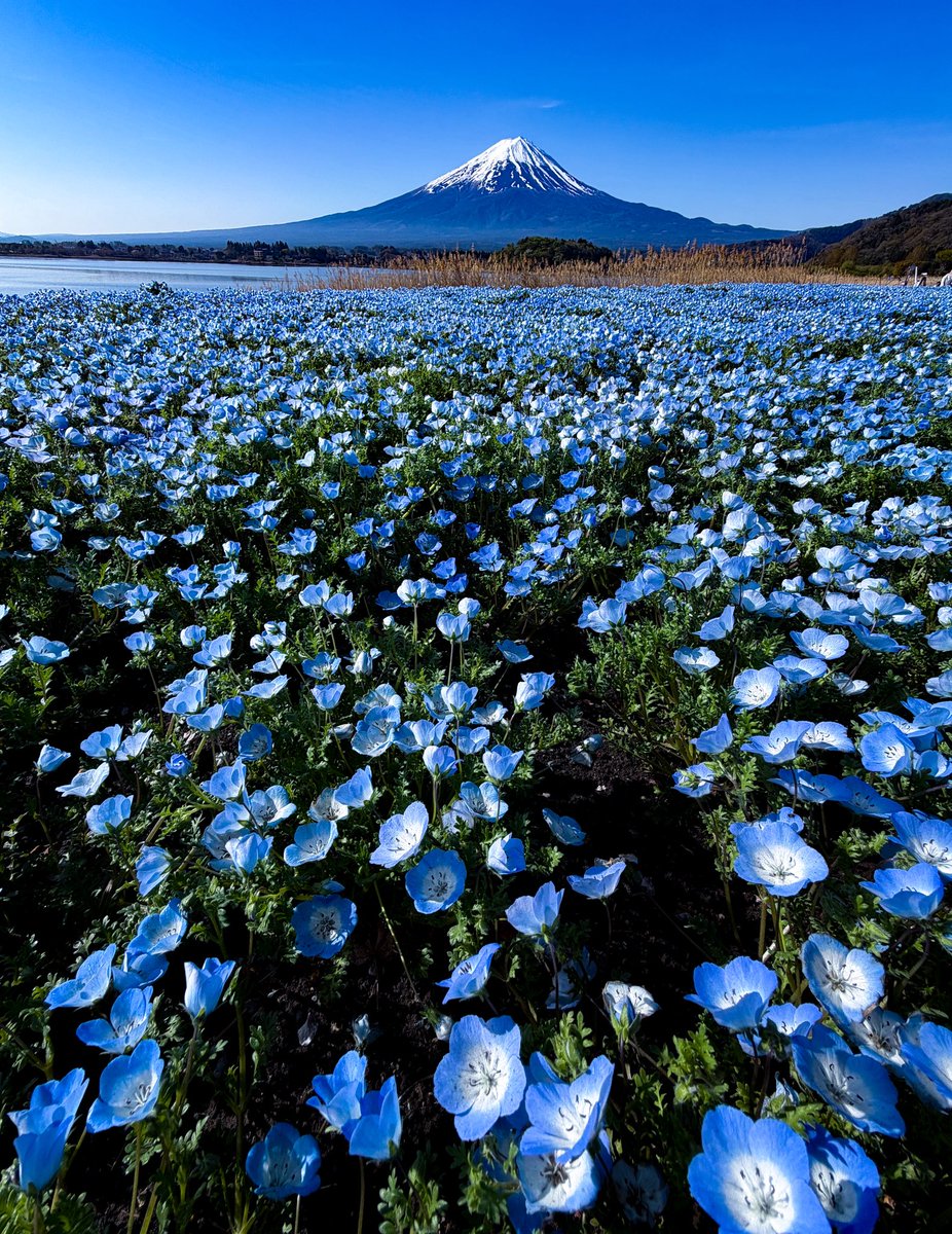 tenkunofuji's tweet photo. ネモフィラの花 https://t.co/mjDfH2HWOw