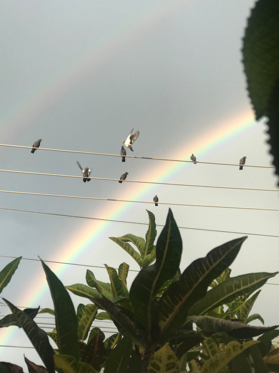 NayimPelaez's tweet image. 🌈✨Monday pics✨🌈

#Photography #rainbows