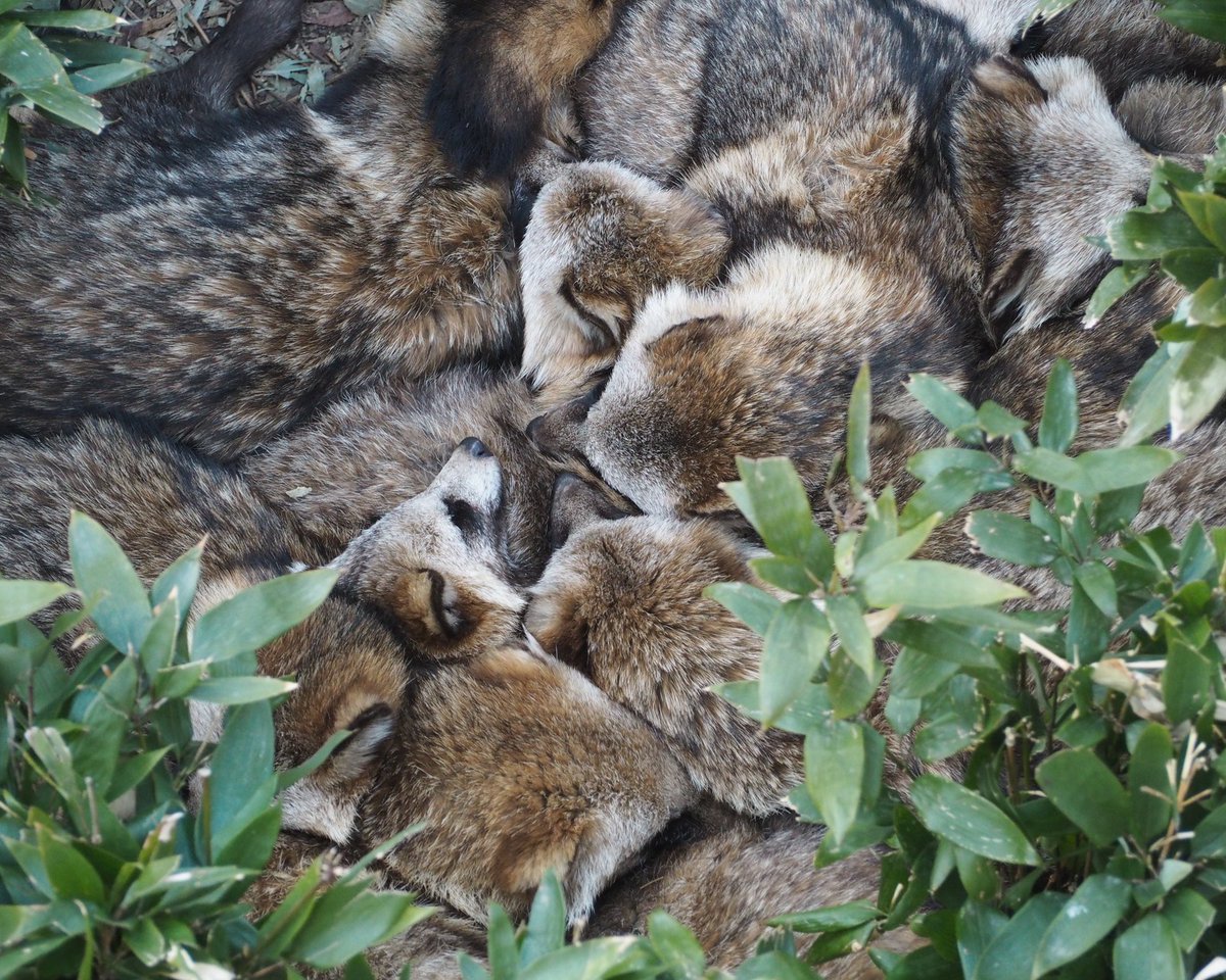 やまこじ tweet media