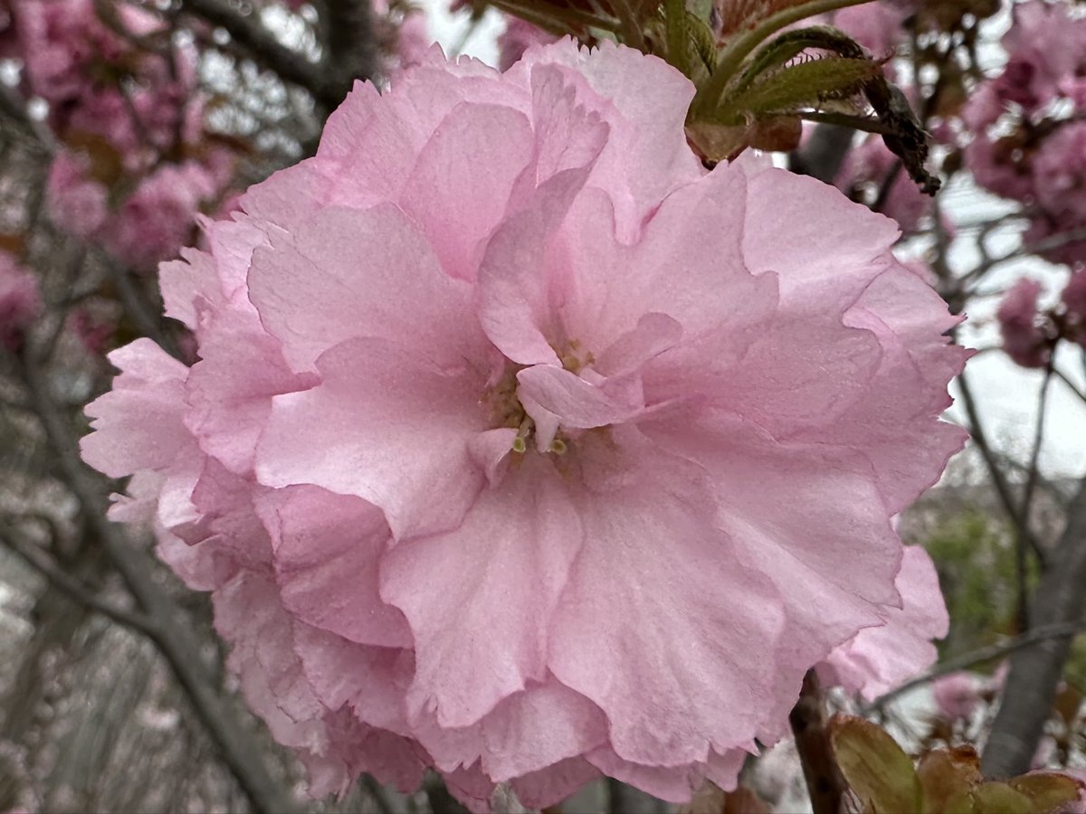 U9999xi's tweet photo. 八重桜🌸 https://t.co/mnJw28lAh1