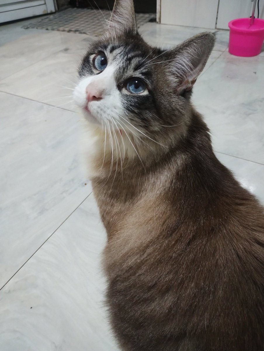 maya moreno tweet media