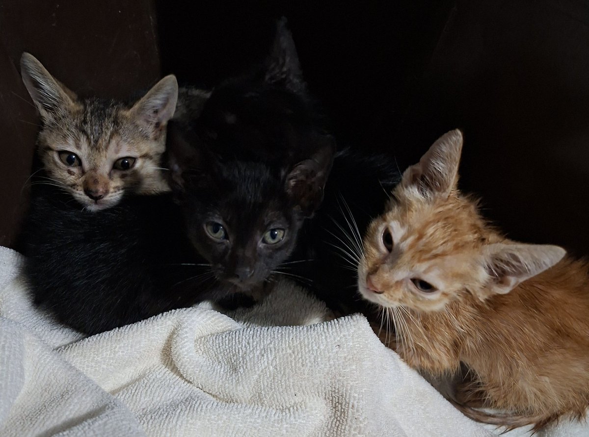 AlitzelVT 🦥🍄 tweet media