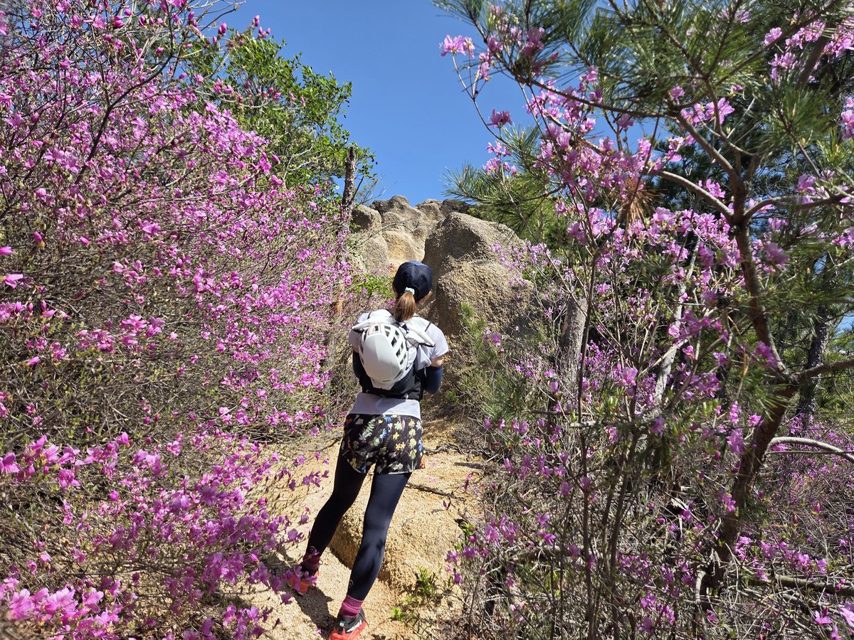 シノワ🇳🇱🇮🇹🇯🇵 tweet media