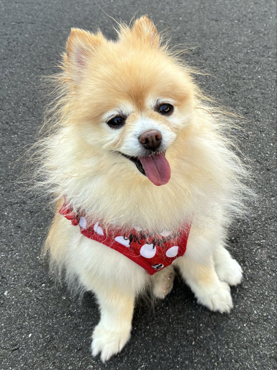 シッポフリフリ💕💕笑顔で癒しを届けるポメラニアン๓´˘`๓DM❌ tweet media