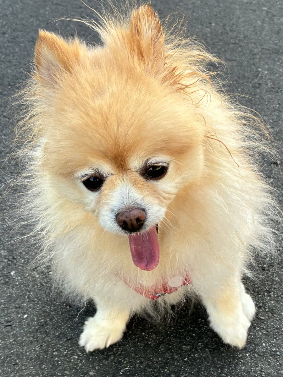 シッポフリフリ💕💕笑顔で癒しを届けるポメラニアン๓´˘`๓DM❌ tweet media