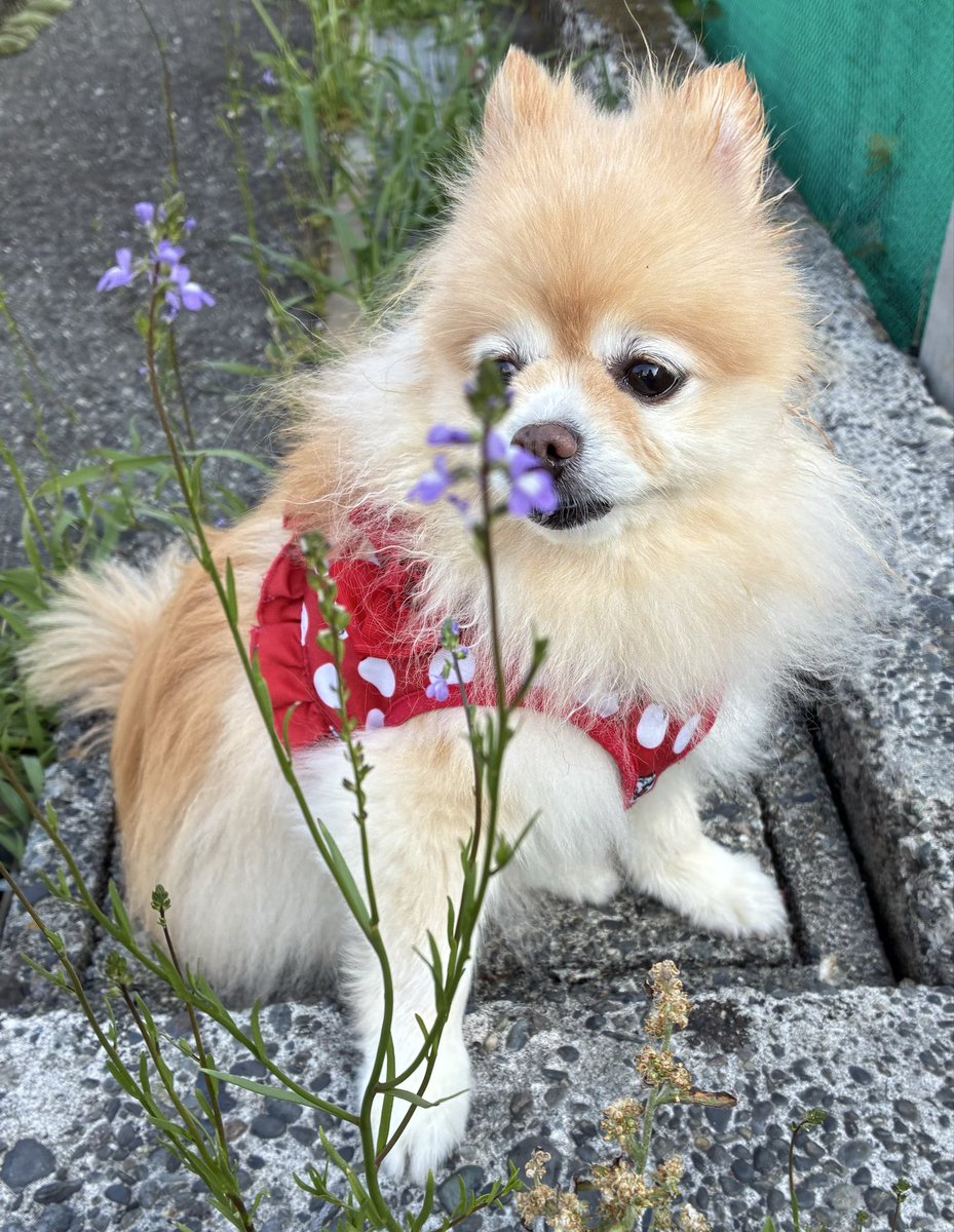 シッポフリフリ💕💕笑顔で癒しを届けるポメラニアン๓´˘`๓DM❌ tweet media