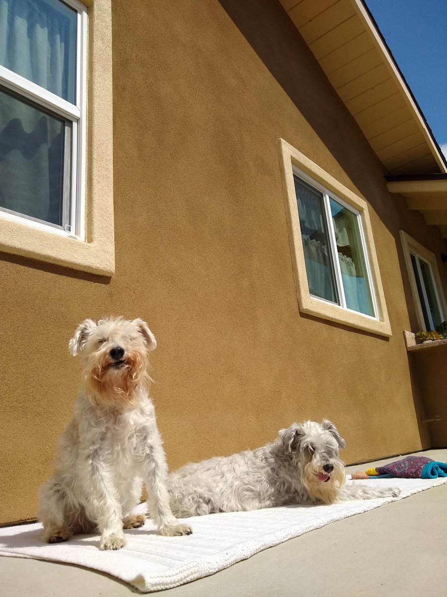 2DogsCandies's tweet image. Sunbathing in the side yard. 

#ThrowBackThursday

#SchnauzerGang