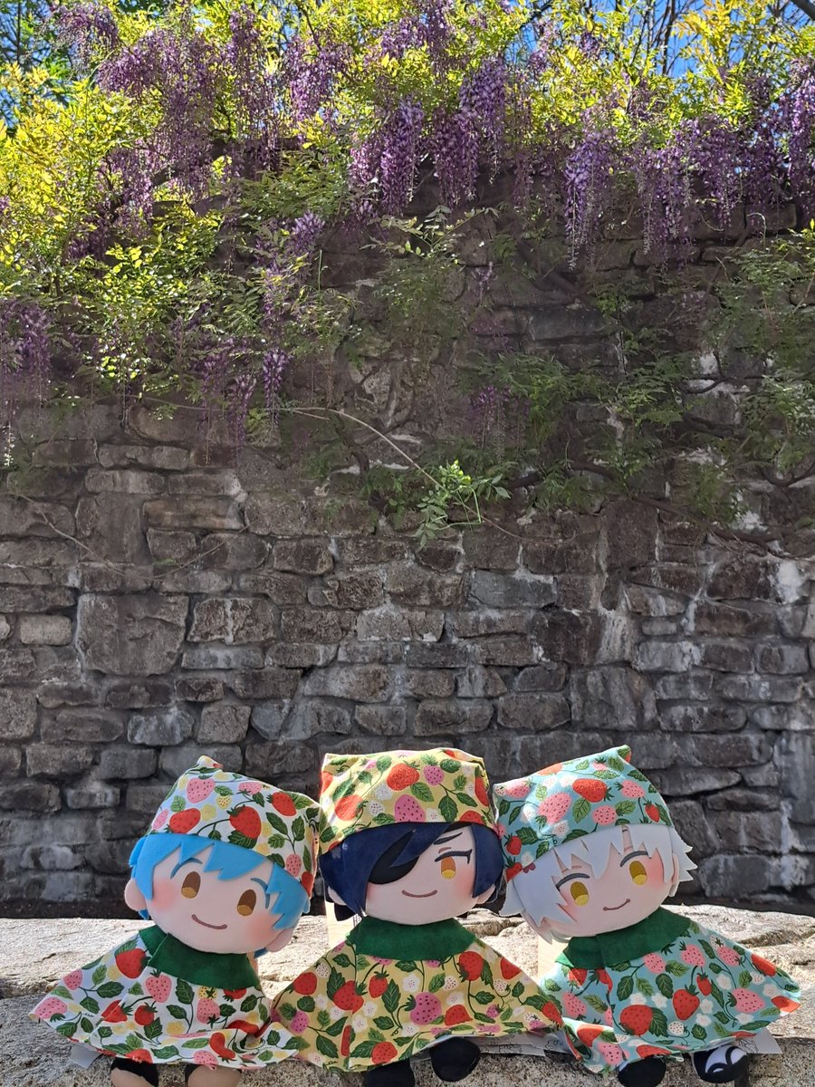 ぴすけ tweet media