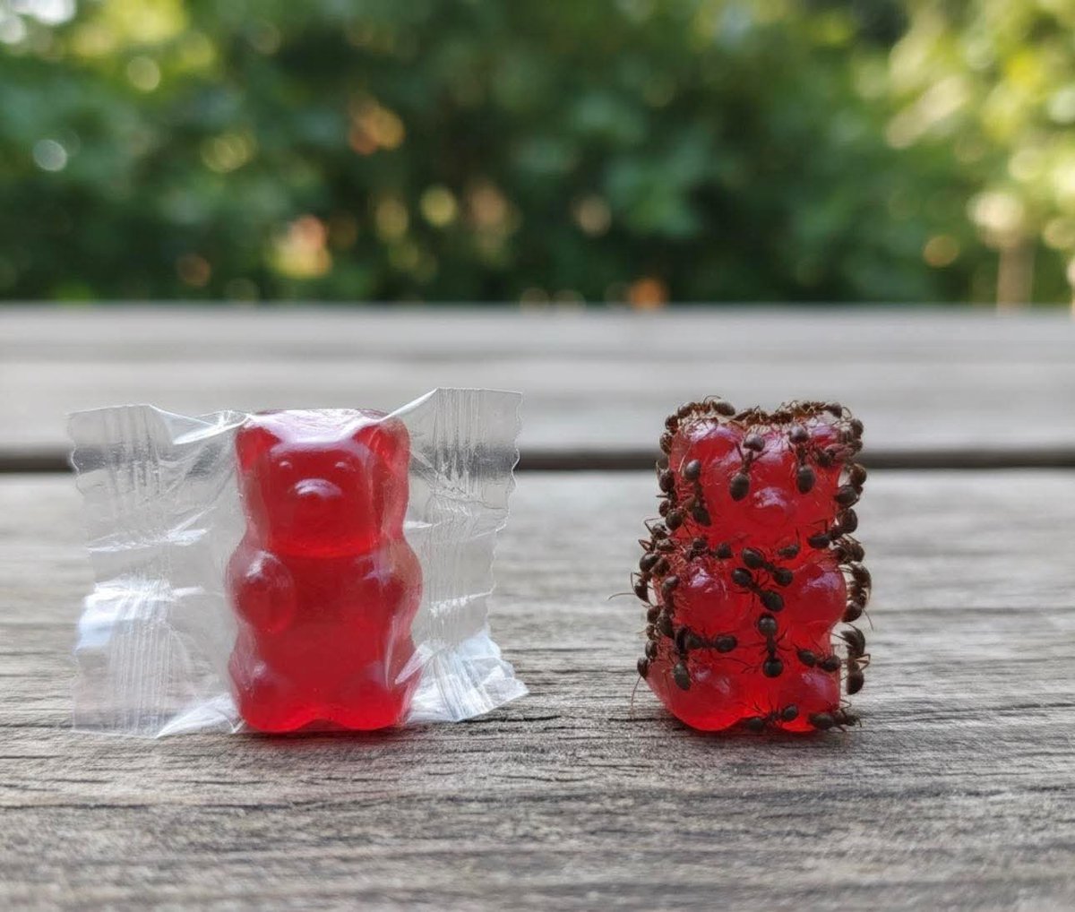 Annaciel tweet media