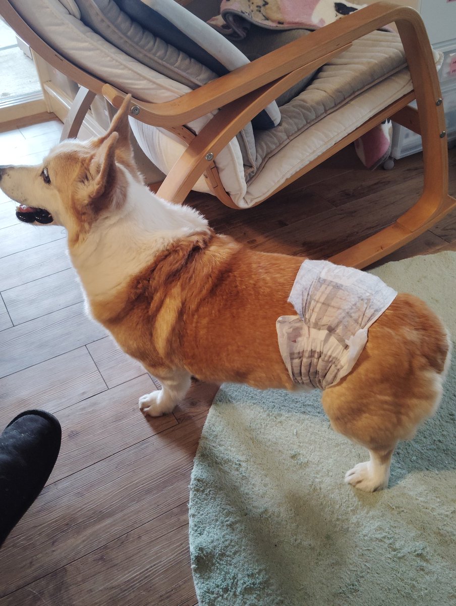 ねこまる桜 tweet media