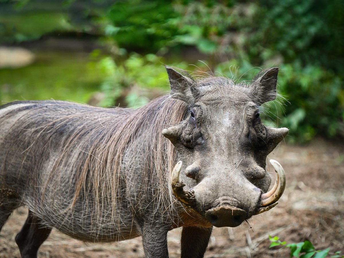 Louisville Zoo tweet media