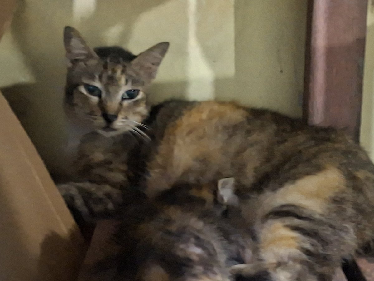 niswah tidak skenA tweet media