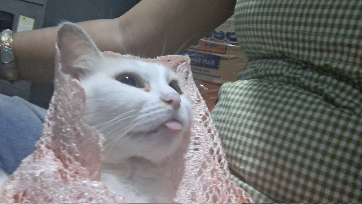 niswah tidak skenA tweet media