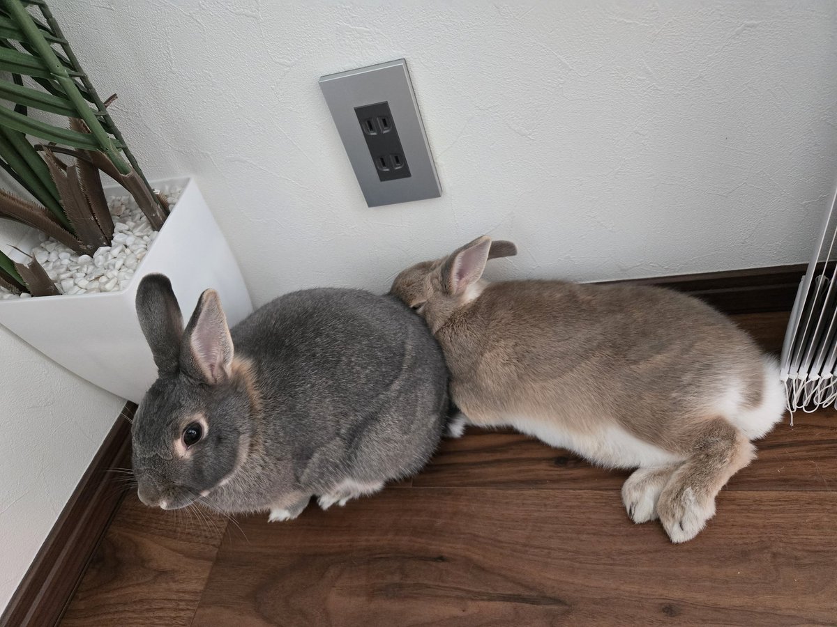 めろん tweet media