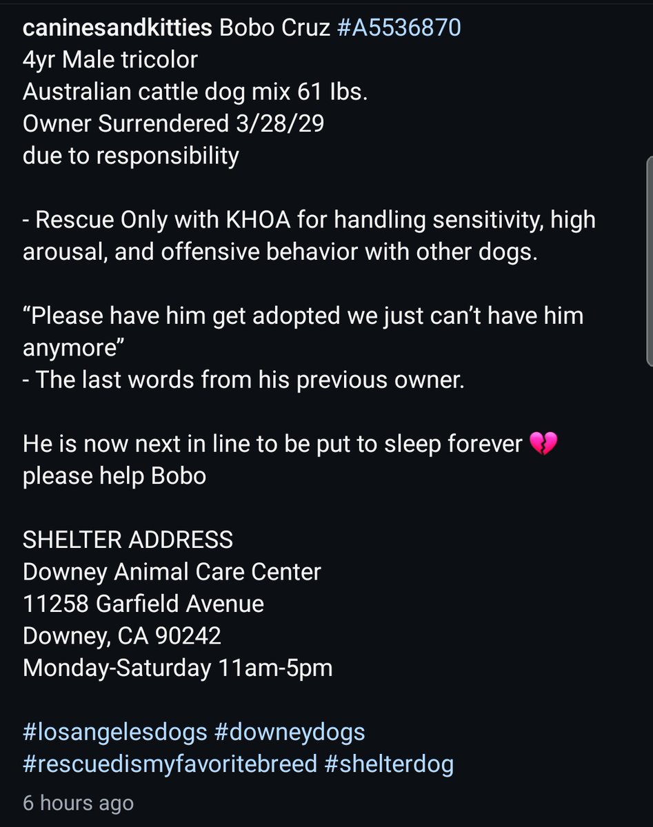 8415_n's tweet image. BOBO CRUZ #A5536870
4yo.#australiancattledog mix #cattledog #heeler #herder #cattledogrescue #herderrescue

Owner-surrendered "due to responsibility". #Downey made him #RescueOnly due to handling-sensitivity. He's scared to be handled unkind, but craves &amp;amp; leans in for affection.
