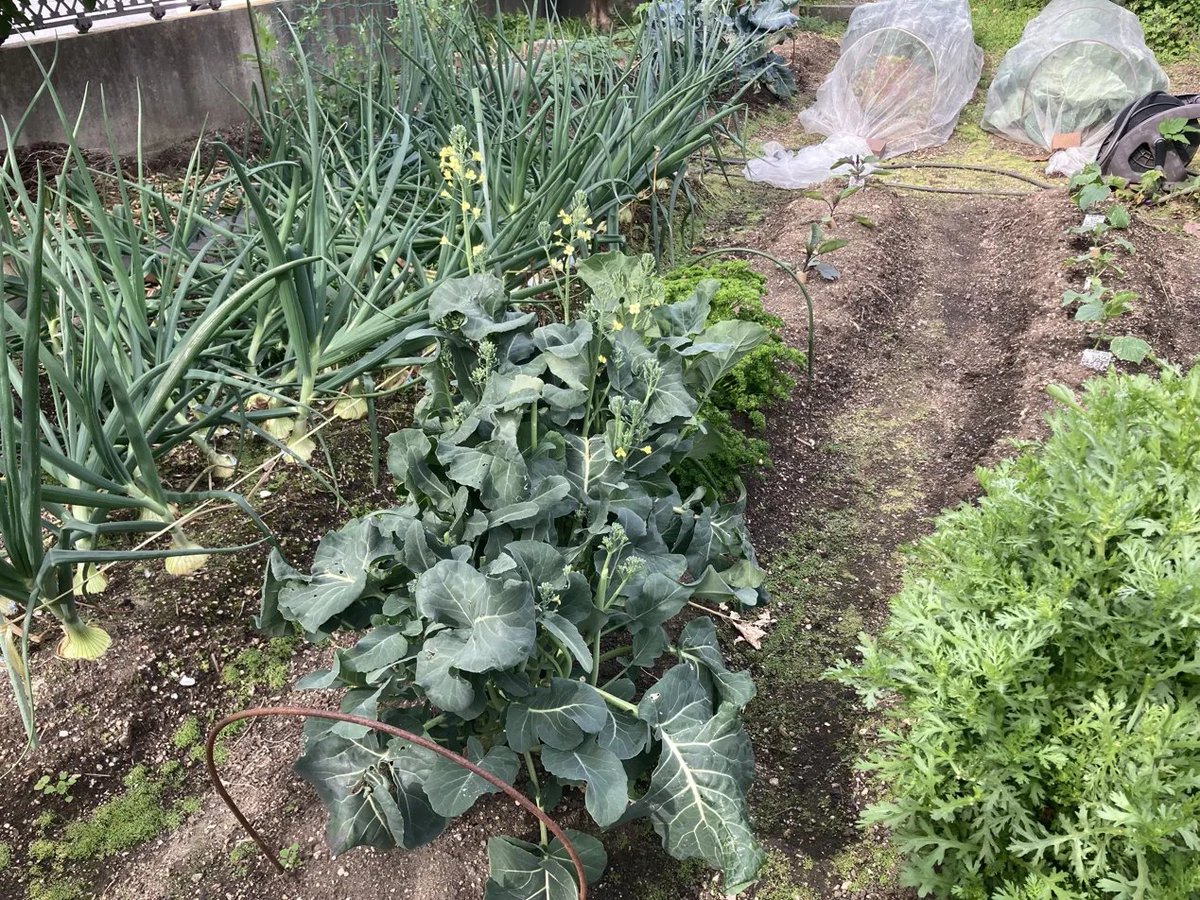 nnI9m9lZWO92038's tweet image. 畑の恵みごはん🍚
畑の野菜でチキンサラダ

畑の野菜だけを使いました
春菊は生で🌿

オリーブオイル、レモン、塩コショウ
のドレッシングで頂きました

（くーちゃん見に来ました🐦）

今日も一日、宜しくお願い致します！😃