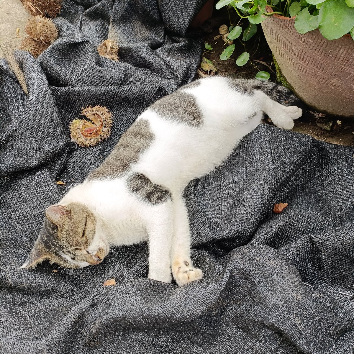 NOUFE sansan tweet media