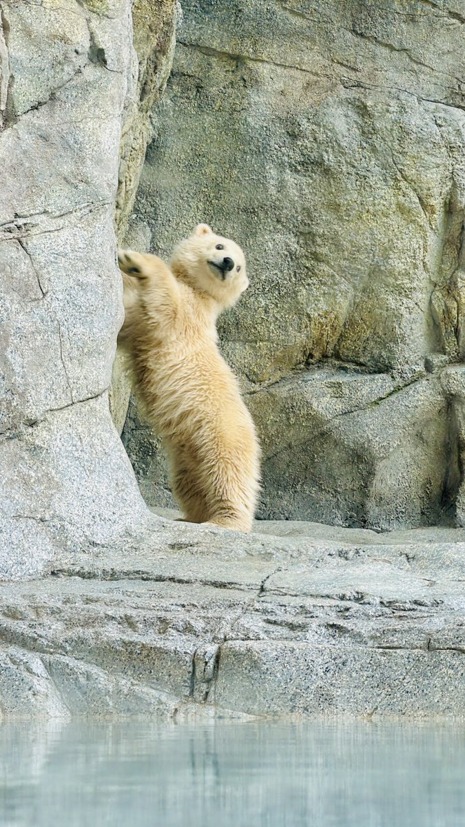 コタリーヌミレーネ tweet media