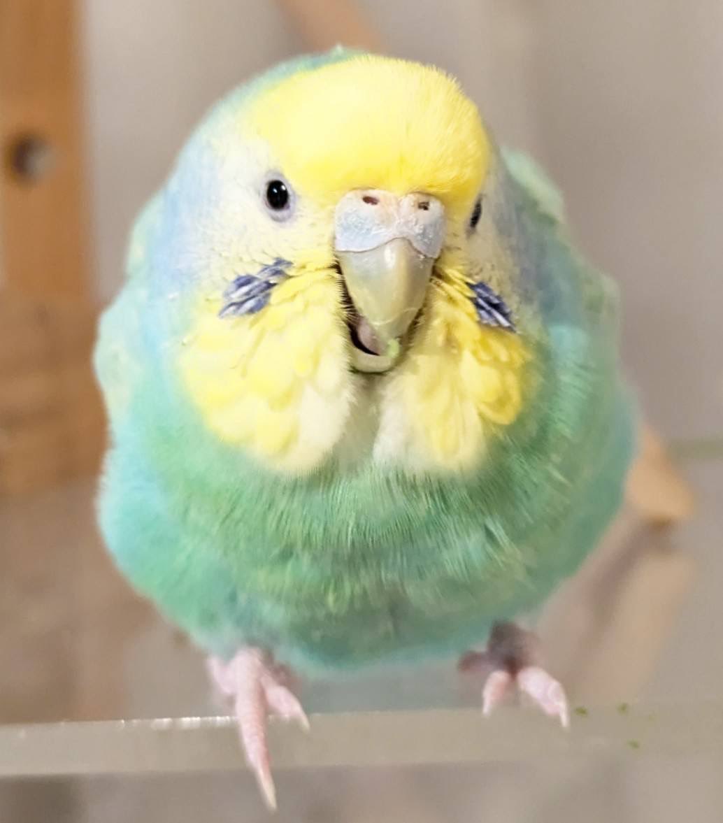 SAZANAMI STRONG STYLE tweet media