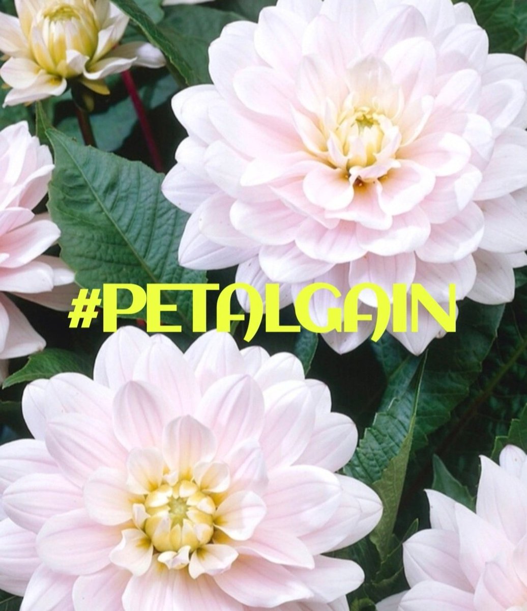 lumpie125 tweet media