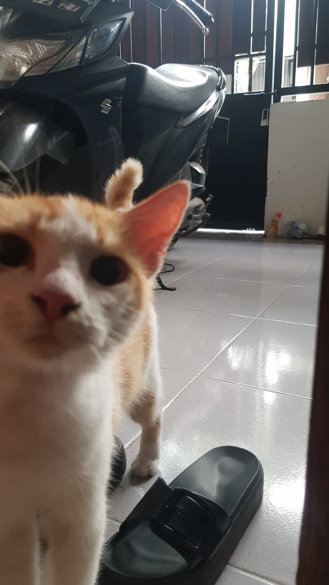 rania_plinces's tweet photo. Buka pintu pagi..gak cuma hawa segar pagi yang masuk, bocil iki juga ngoyok masuk rumah🤨 https://t.co/9jnrfrMghg