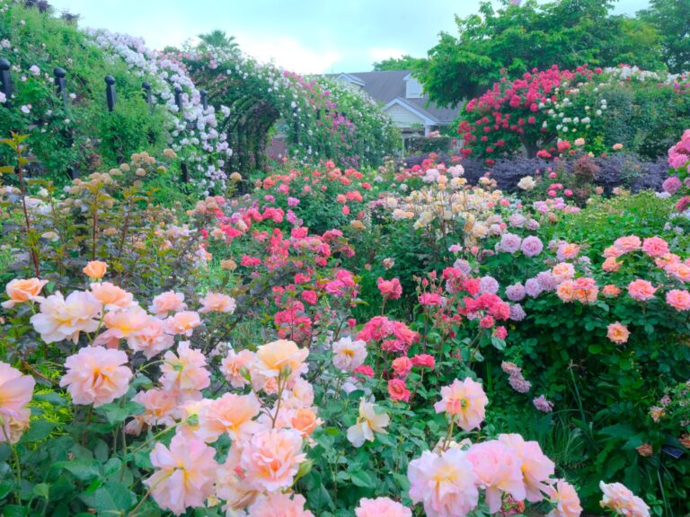 stepa_chan's tweet photo. 10数年間、両親の介護をしてきました。
昨日早朝、母、逝きました。 https://t.co/bSp5fONLLe