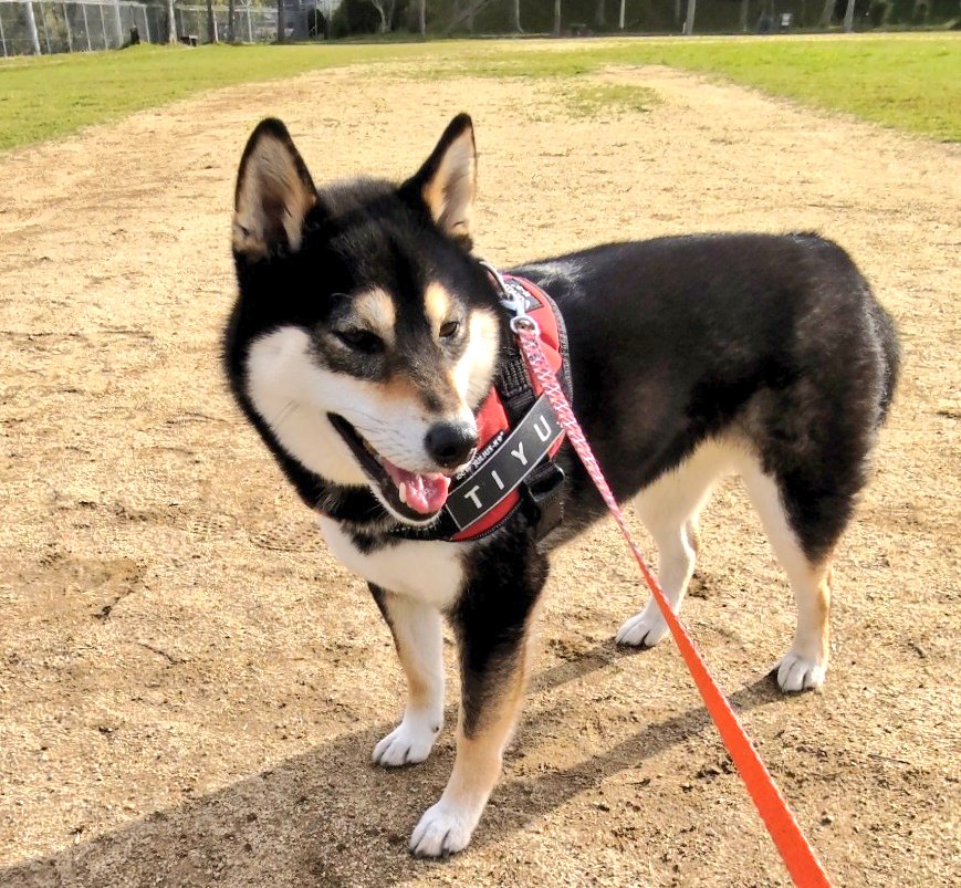 掃除魔 tweet media