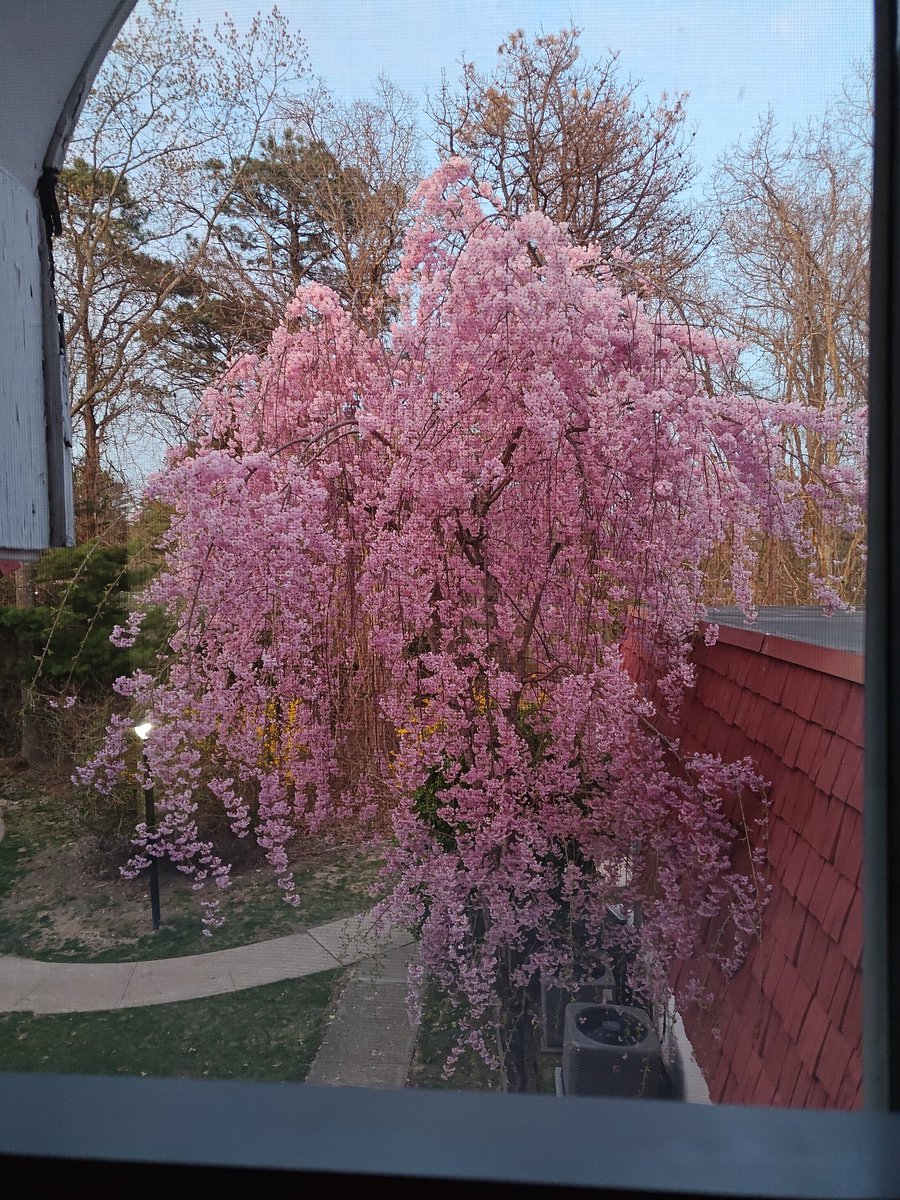 Ily （イリ） tweet media