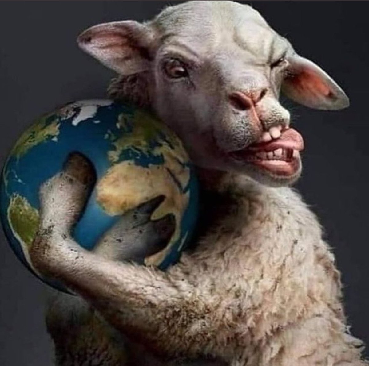 Rufus the Stunt Bum tweet media